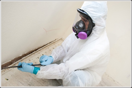 Mold Remediation Company